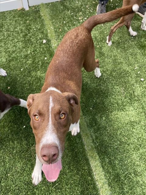 Adoptable Dog