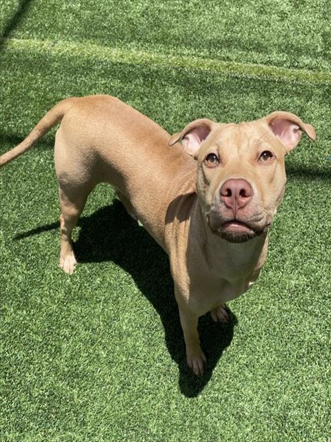 Adoptable Dog