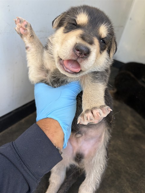 Adoptable Dog
