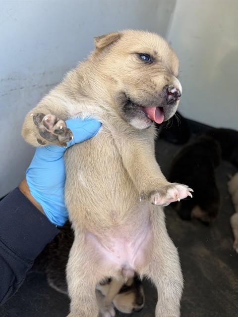 Adoptable Dog