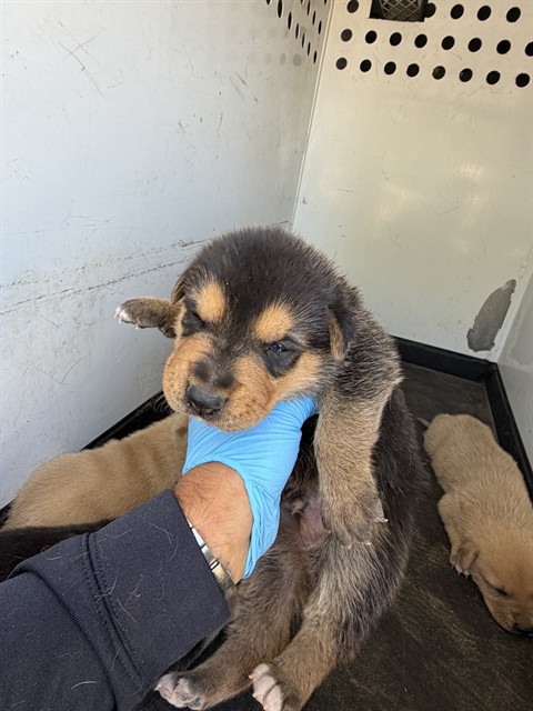 Adoptable Dog