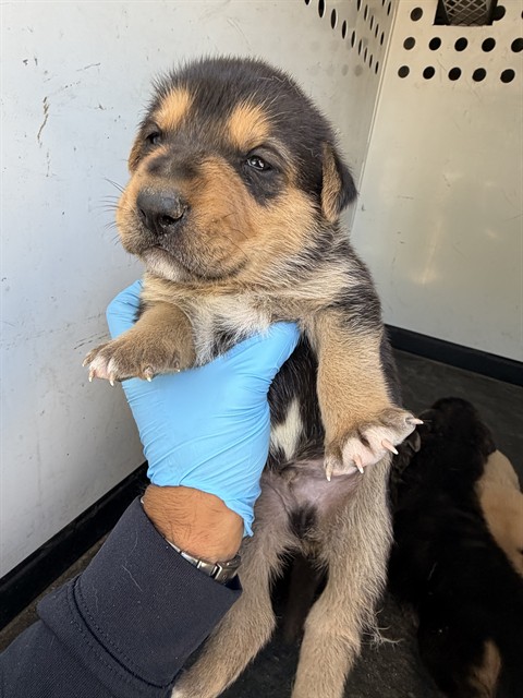 Adoptable Dog