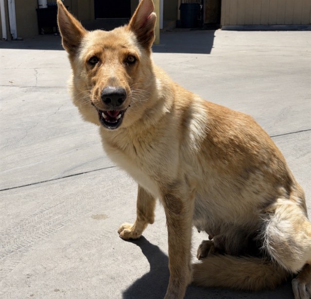 Adoptable Dog