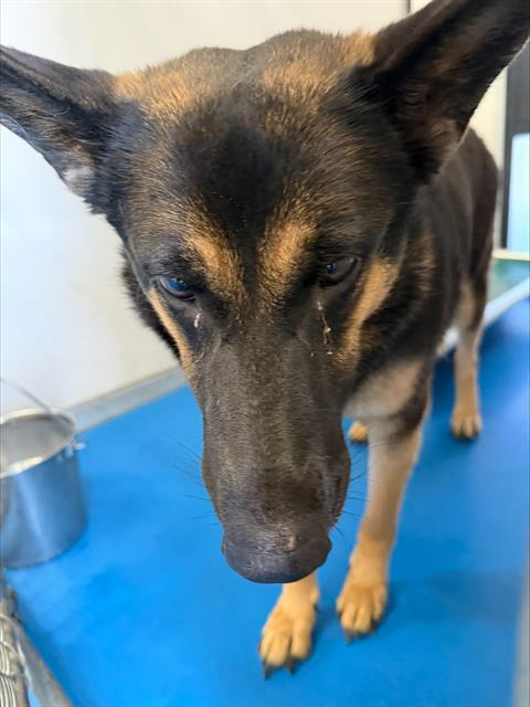 Adoptable Dog