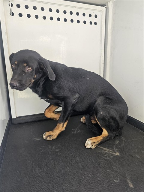 Adoptable Dog