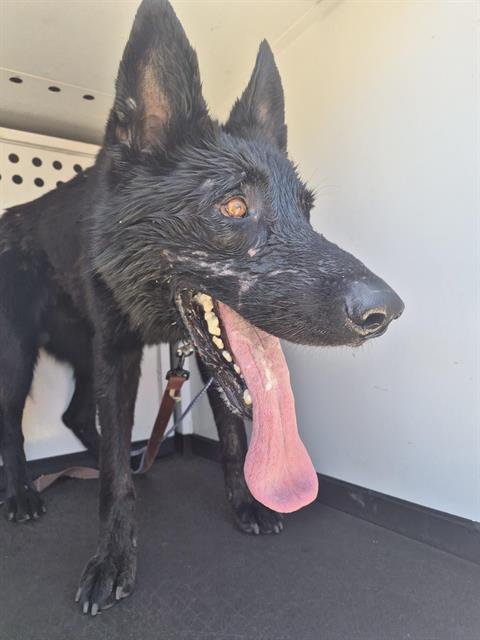 Adoptable Dog