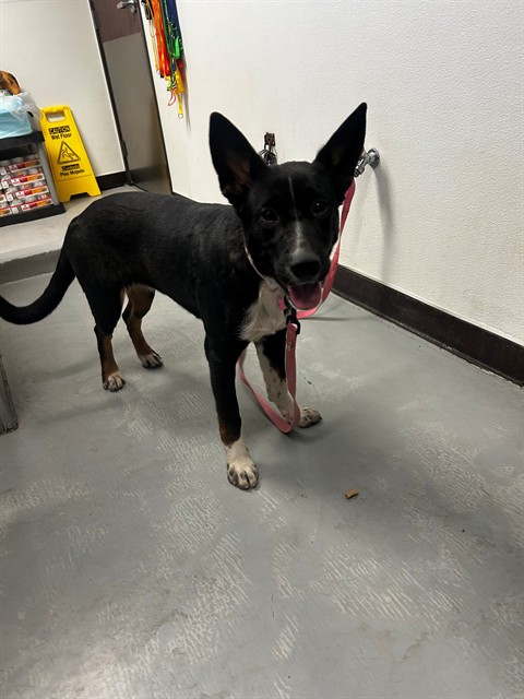 Coco