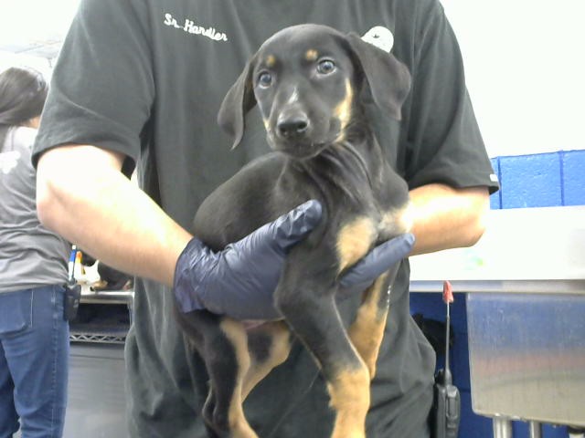Lilly