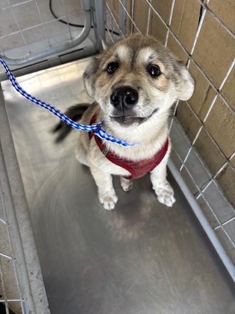 Adoptable Dog