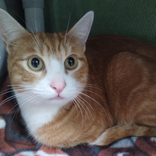 Adoptable Cat