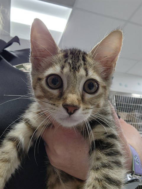 Adoptable Cat