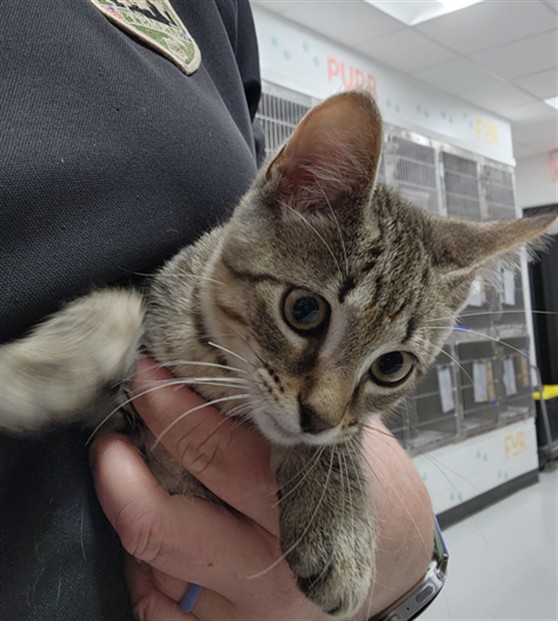 Adoptable Cat
