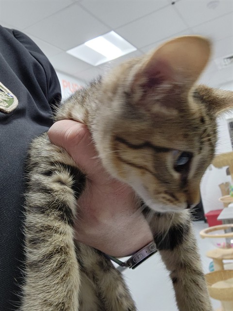 Adoptable Cat