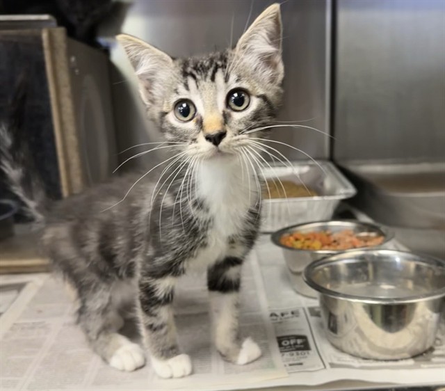 Med Adopt Icey