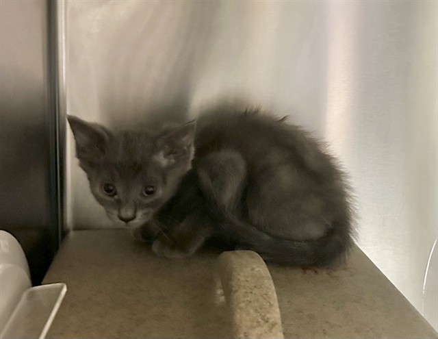 Med Adopt Theo