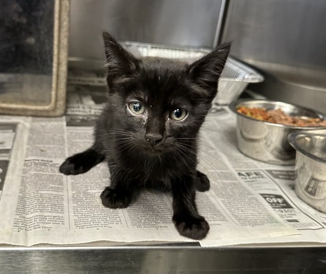 Med Adopt Darcy