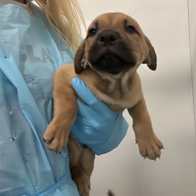 Adoptable Dog