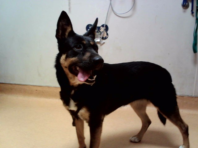 Adoptable Dog