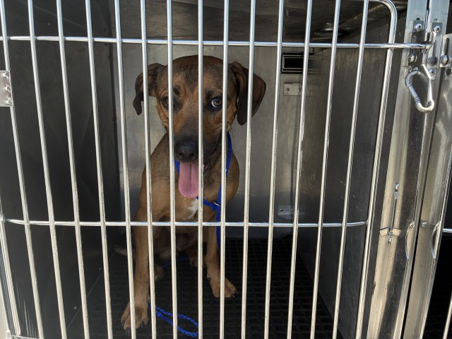 Adoptable Dog