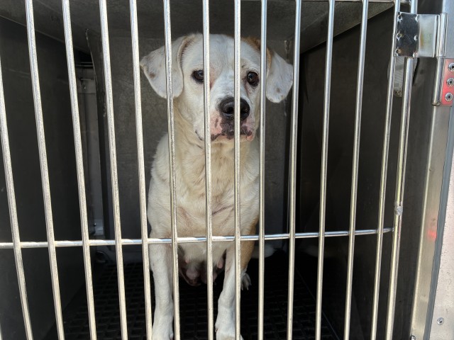 Adoptable Dog