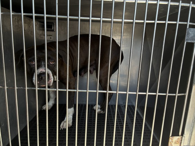 Adoptable Dog