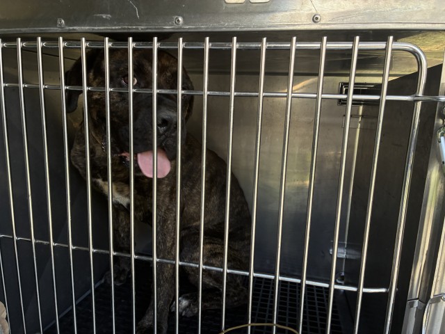 Adoptable Dog