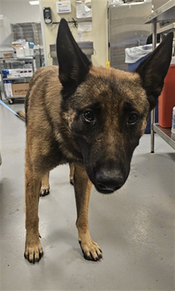 Adoptable Dog