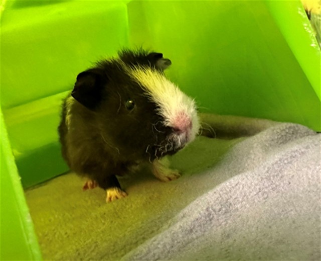 Adoptable Rodent
