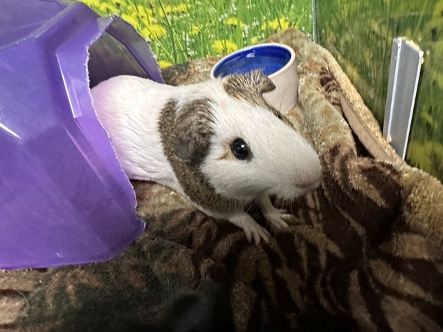 Adoptable Rodent