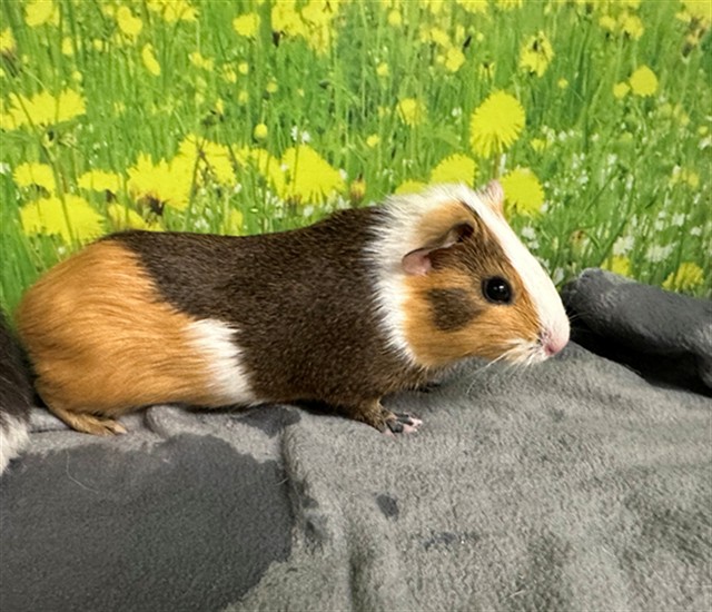 Adoptable Rodent