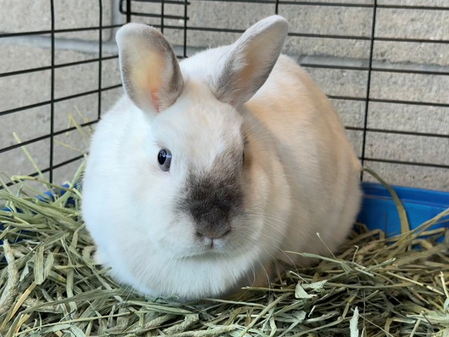 Freya