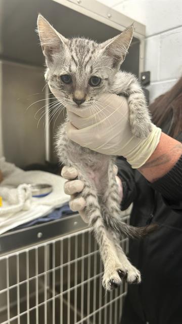 Adoptable Cat