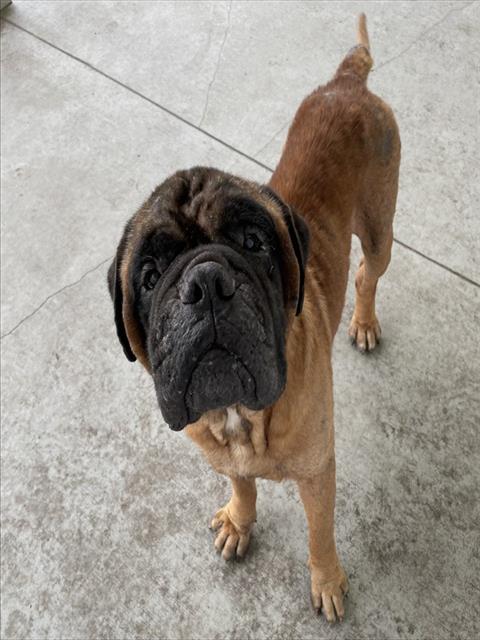 Adoptable Dog