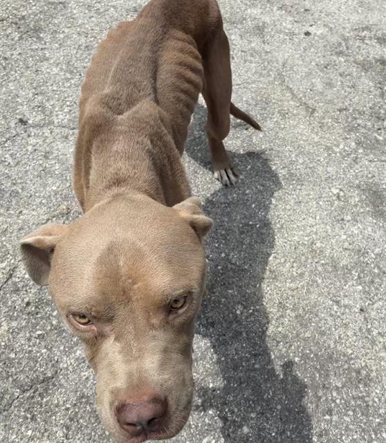 Chico
