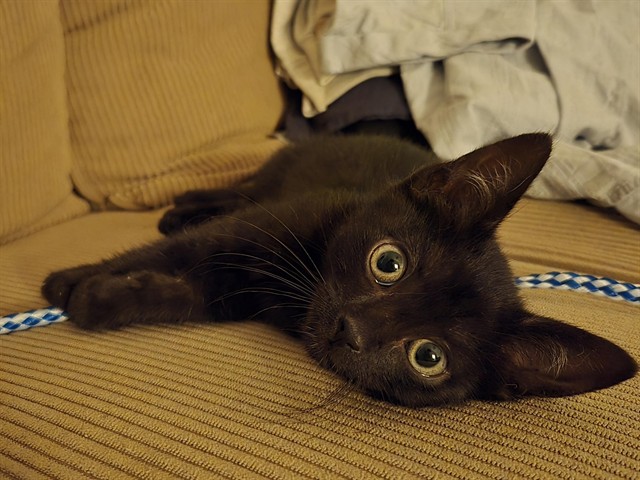 Pepito