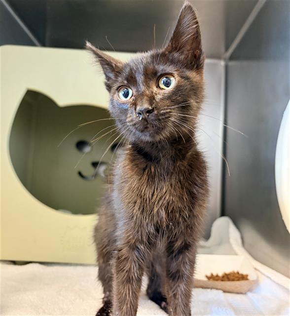 Adoptable Cat