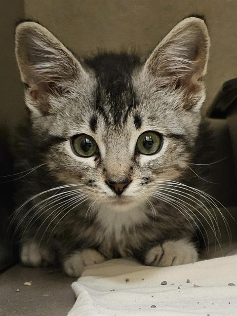 Simon