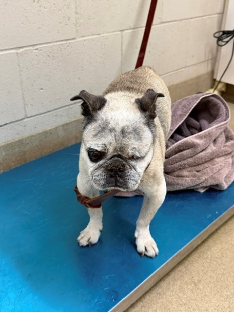 Adoptable Dog