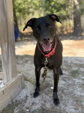 Cheddar