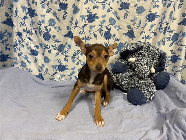 Adoptable Dog