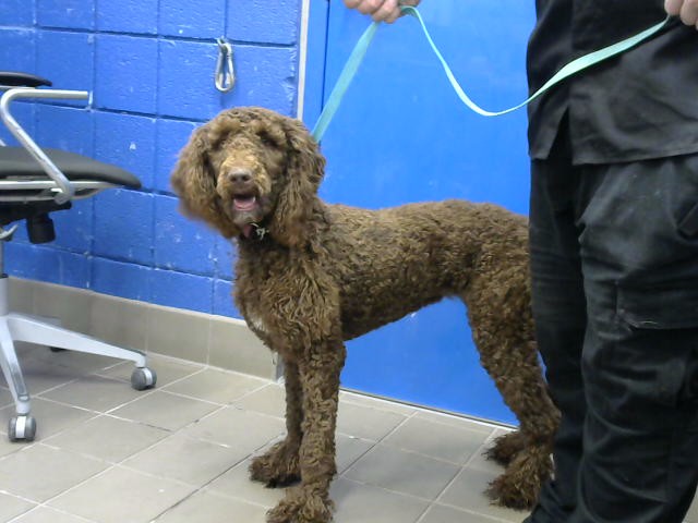 Coco