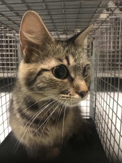 Adoptable Cat