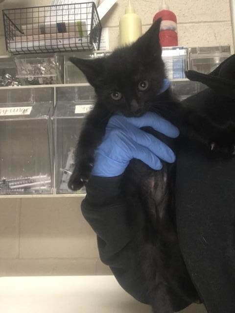 Adoptable Cat
