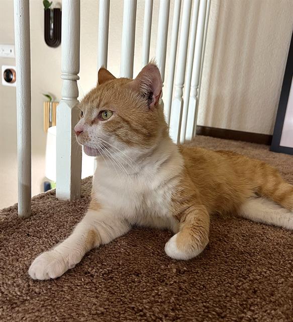 Canelo