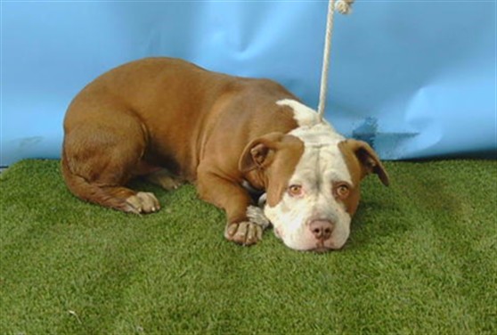 Adoptable Dog