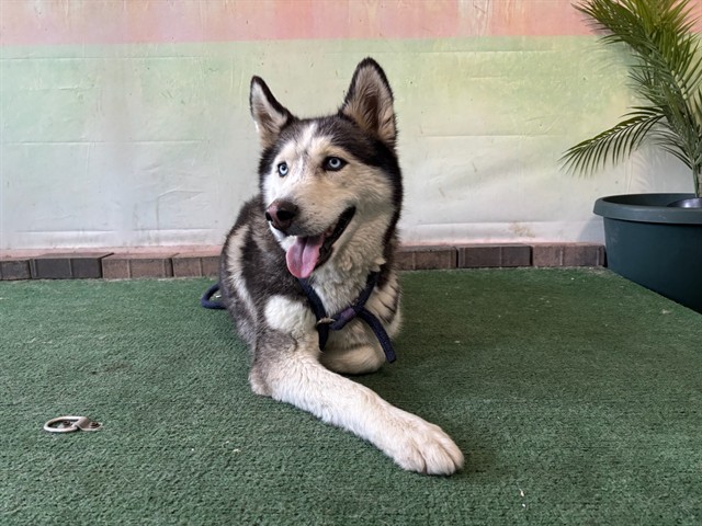 Bella