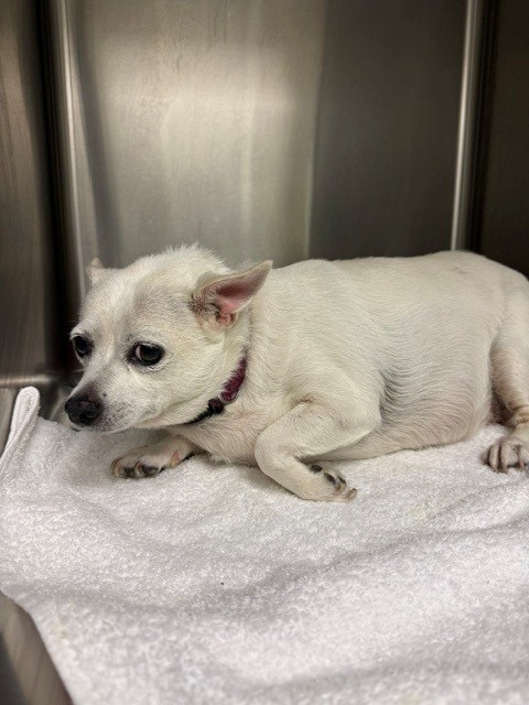 Adoptable Dog