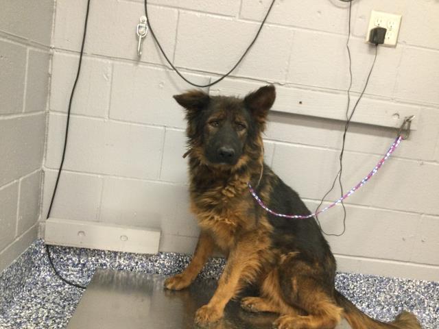 Adoptable Dog