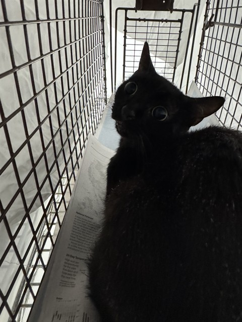 Adoptable Cat