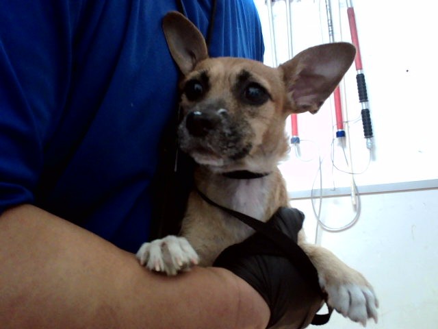 Adoptable Dog